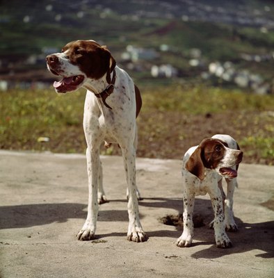 Jupiterimages/Photodisc/Getty Images Unless compelling reasons exist, wait until puppies are weaned before giving the mother dog a booster shot.