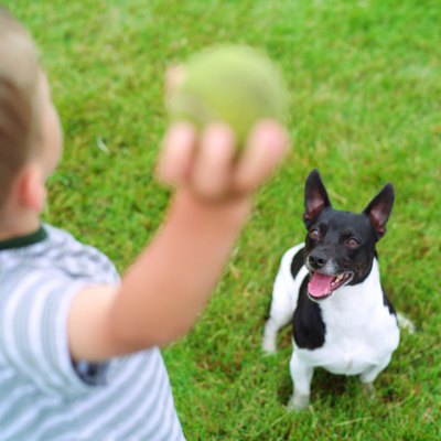 Brand X Pictures/Brand X Pictures/Getty Images While fetch is a great backyard activity, it is not your only option.