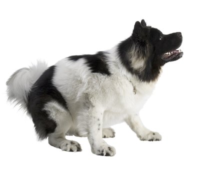 Photos.com/PhotoObjects.net/Getty Images Aggressive dogs are often just scared dogs.