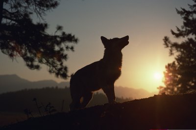 Comstock Images/Comstock/Getty Images Modern dogs retain the predatory instincts and digestive habits of wolves.