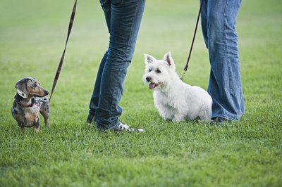 Brand X Pictures/Stockbyte/Getty Images Make first introductions on-leash.