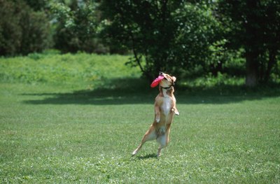 Hemera Technologies/AbleStock.com/Getty Images Active pups may prefer playing with flying discs.