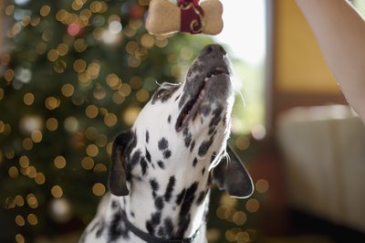Jupiterimages/Brand X Pictures/Getty Images He'll be begging to try one of your new shiny dog treats.