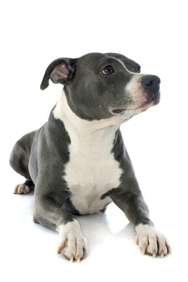 cynoclub/iStock/Getty Images Lovers, not fighters: both the American pit bull terrier and the American Staffordshire terrier are affectionate dogs.