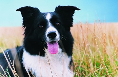 Digital Vision./Photodisc/Getty Images Sheep dogs are a shepherd's best friend.