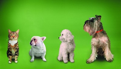 Photodisc/Photodisc/Getty Images Everyone has a place in the pecking order.