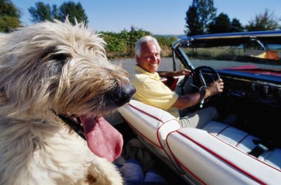 Ryan McVay/Photodisc/Getty Images Many genetic health conditions are not detectable until Irish wolfhounds reach adulthood.