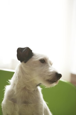 Chris Amaral/Photodisc/Getty Images Matting isn't a problem for Jack Russell terriers.