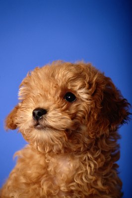 David De Lossy/Valueline/Getty Images The swallowing of inedible things is especially common in puppies.