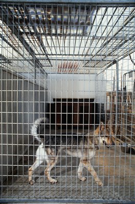 David De Lossy/Photodisc/Getty Images Many animal shelters organize sanitation efforts with a detailed plan that all workers must follow.