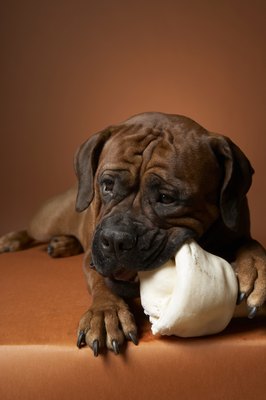 Chris Amaral/Photodisc/Getty Images Dogs love to chew on antlers, but are they safe?