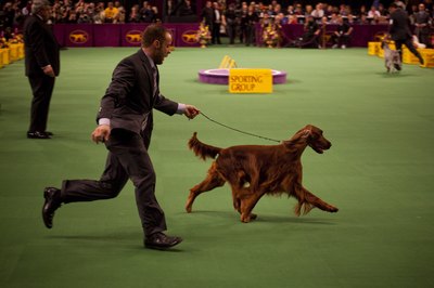 Michael Nagle/Getty Images News/Getty Images The best show dogs move happily and freely in the ring.