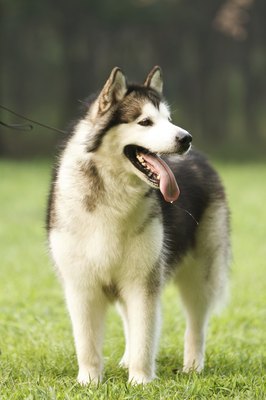 LiuMeiLi/iStock/Getty Images The malamute's personality traits and background give you plenty of naming options.