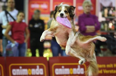 Sean Gallup/Getty Images News/Getty Images Australian shepherds thrive on staying active.