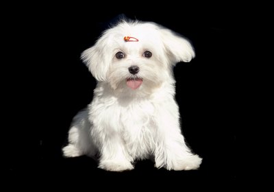 natenn/iStock/Getty Images The spunky Maltese retains a youthful disposition throughout his lifetime.