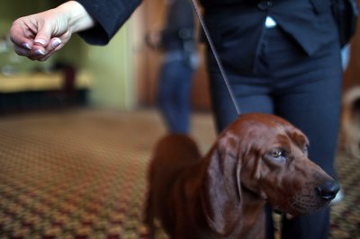 Spencer Platt/Getty Images News/Getty Images Redbone coonhounds love to hunt, and will attempt to follow game trails if not safely leashed.
