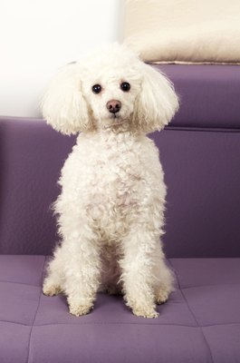 bee_photobee/iStock/Getty Images Both the Maltese and the toy poodle can be too small to stand up to small children.