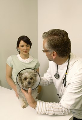 Dean Golja/Digital Vision/Getty Images An Elizabethan collar may help treat your dog's neurodermatitis.