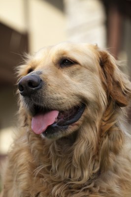 wjarek/iStock/Getty Images Your golden's heart rate probably be faster than 60 beats per minute and slower than 120 beats per minute.