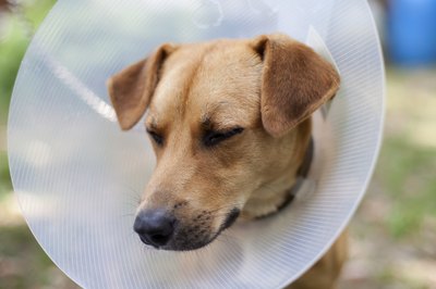 Dragos Iliescu/iStock/Getty Images It doesn't have to be this way; a slight adjustment will allow Dudley to enjoy his supper.
