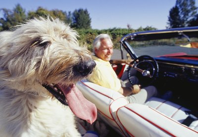 Ryan McVay/Digital Vision/Getty Images Consider purchasing pet coverage if your car insurance does not already offer it.