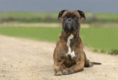 tsik/iStock/Getty Images The boxer is a brachycephalic, or short-nosed, breed.