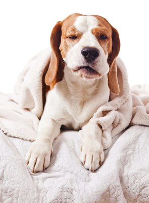 igorr1/iStock/Getty Images Many dogs build immunity to kennel cough from day-to-day exposure to its many causes.