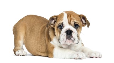 GlobalP/iStock/Getty Images Bulldog puppies might require special dog food because of their facial structure.