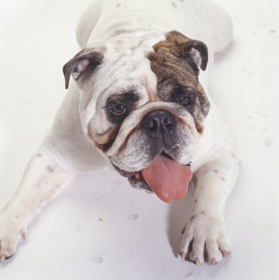 Duncan Smith/Photodisc/Getty Images Keep your bulldog's wrinkles free of icky bacteria so he doesn't get any infections.