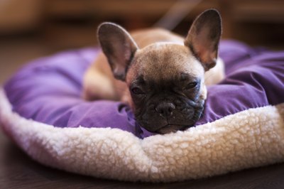 FotoMaximum/iStock/Getty Images "If I can't find a lap to lie in, I guess this comfy bed will do."