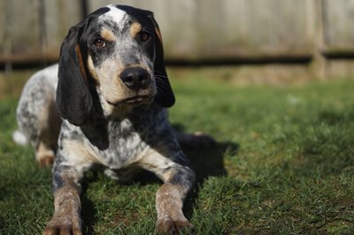 Avondell/iStock/Getty Images The bluetick coonhound looks similar to the grand bleu de Gascogne, a dog from which it is descended.
