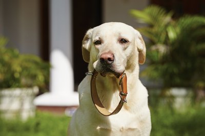 Chalabala/iStock/Getty Images Dogs with short snouts, such as pugs, benefit greatly from the style of a harness.