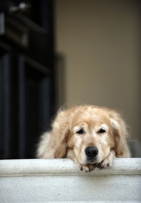Janie Airey/Digital Vision/Getty Images Carbuncles can be uncomfortable for dogs afflicted with them.