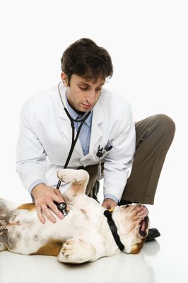 Thinkstock Images/Stockbyte/Getty Images Immediate vet attention can save your dog's life.