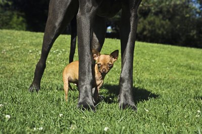 Brand X Pictures/Brand X Pictures/Getty Images Take special precautions with small breed dogs.