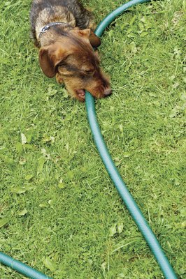 Medioimages/Photodisc/Digital Vision/Getty Images Dogs who act out can find many ways to be destructive.