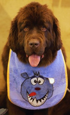 Scott Barbour/Getty Images News/Getty Images A show Newfie wears a bib to protect his coat from dribble.
