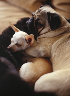 Ryan McVay/Photodisc/Getty Images Seizures occur most often in dogs when they are resting or sleeping.