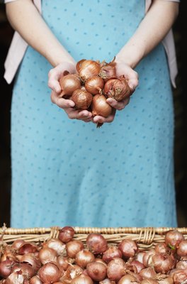 Tay Jnr/Digital Vision/Getty Images Shallots, like all members of the onion family, are toxic to dogs.