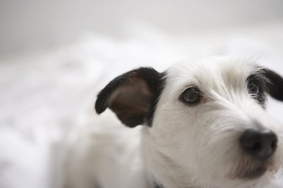 Chris Amaral/Digital Vision/Getty Images His sensitive nose detects odors we can't.