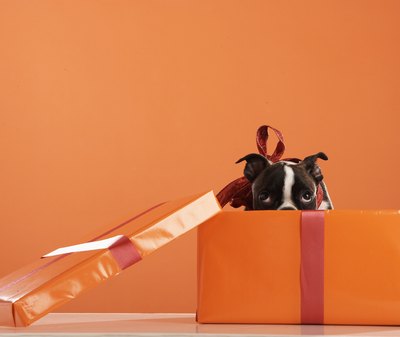 Thomas Northcut/Digital Vision/Getty Images Make your puppy look as pretty as a present with a big bow.