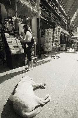 Karl Weatherly/Photodisc/Getty Images Parvo is a major hazard for unvaccinated pooches in cramped city settings.