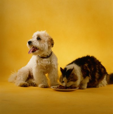 David De Lossy/Photodisc/Getty Images Your dog may give coccidia to other dogs, but he isn't likely to give it to your cat.