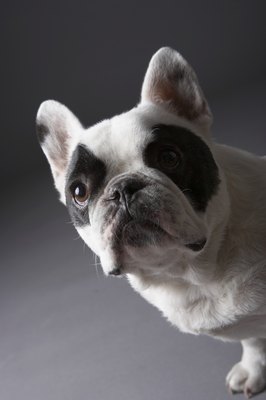 Chris Amaral/Digital Vision/Getty Images Did someone say treats?