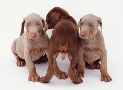 Photodisc/Photodisc/Getty Images Puppies experience a great deal of transition, which can lead to anxious behaviors, such as chewing and vocalizing.