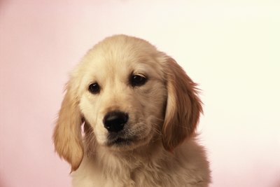 David De Lossy/Photodisc/Getty Images If the puppy's parents are both purebreds, you can estimate their size according to their breed standard.