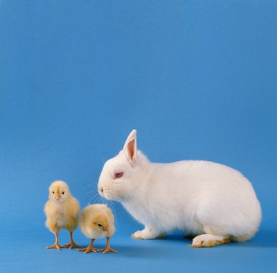 David De Lossy/Photodisc/Getty Images Bunnies and chicks together outside of Easter? It can happen.