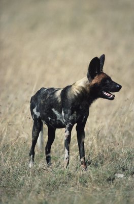 Tom Brakefield/Stockbyte/Getty Images Raw feeding emulates the feeding habits of wild dogs.