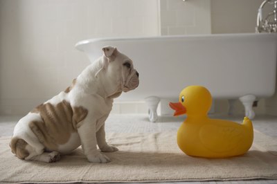 Chris Amaral/Digital Vision/Getty Images Human shampoo has a lower pH and is too acidic for your pooch.