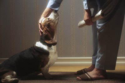 Comstock/Comstock/Getty Images It's in a dog's nature to want to please you, which is why positive reinforcement works.